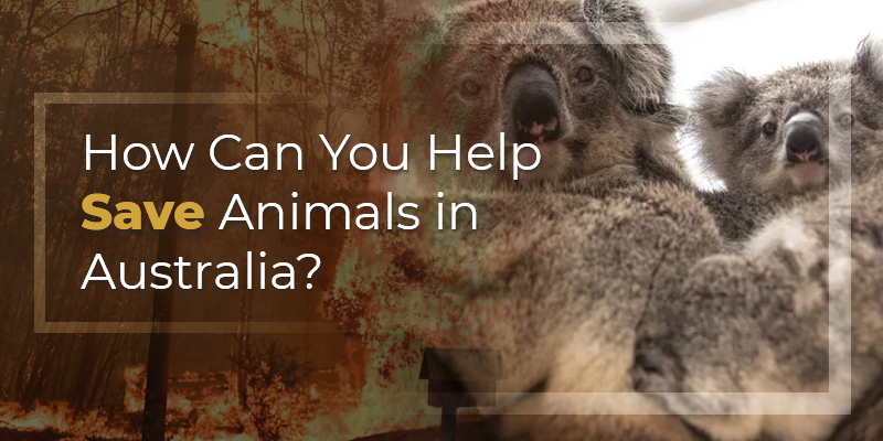Help Save The Australian Kaola's